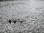 Floris, Kelsey en Luna